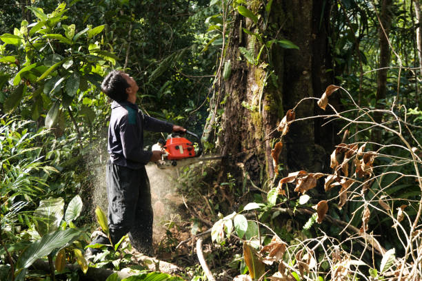 Professional Tree Services in Glasgow, MT